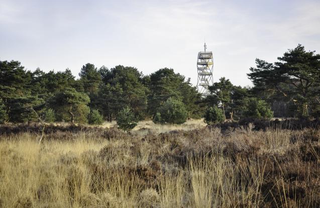 Brandtoren Kalmthoutse heide